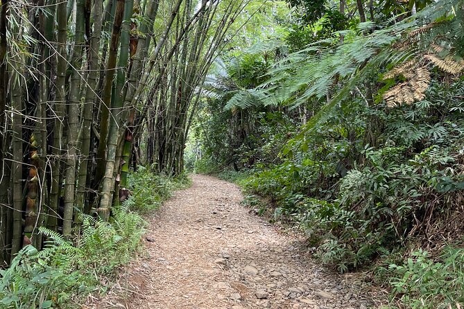 Half Day El Yunque Tour, Waterslide and Rope Swing - How demanding is the hike?