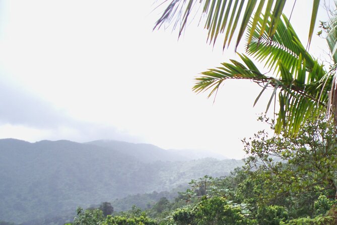 Half Day Tour in Rainforest Zipline Park with Transportation - Who will get the most from this tour
