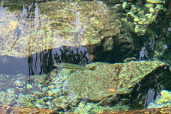 Hidden Gems of the North, Puerto Rico Private Tour - Swimming in a Clear Natural Spring