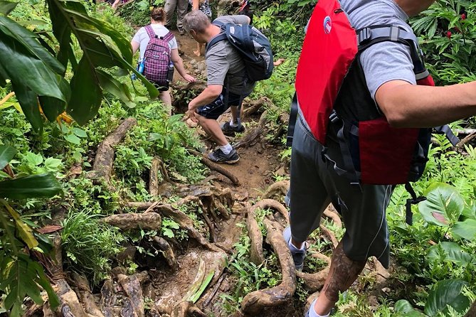 Hike El Yunque Rainforest and Kayak Bio Bay Combo Tour - Kayaking through mangroves after dark