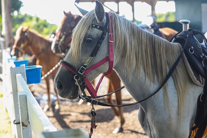 Horseback Riding Tour at Private Ranch - Nature, Views, and Ranch History