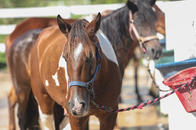Horseback Riding Tour at Private Ranch - The Two-Hour Time Question