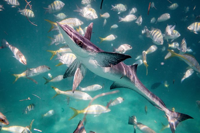 Icacos Deserted Island Catamaran, Snorkel, and Picnic Cruise - The crew and the mood onboard