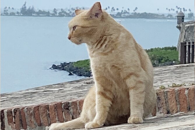 Old San Juan City Walking Tour - Three miles of streets, hills, and old stone