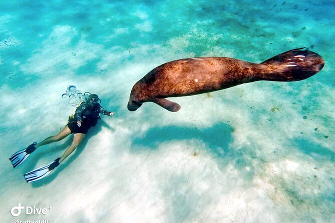 Private 2-Tank Dive with PADI Instructor for Certified Divers - Two reefs and the marine life you may see