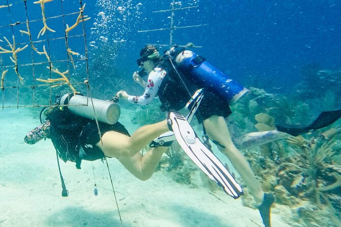 Private 2-Tank Dive with PADI Instructor for Certified Divers - Safety, certification, and comfort level
