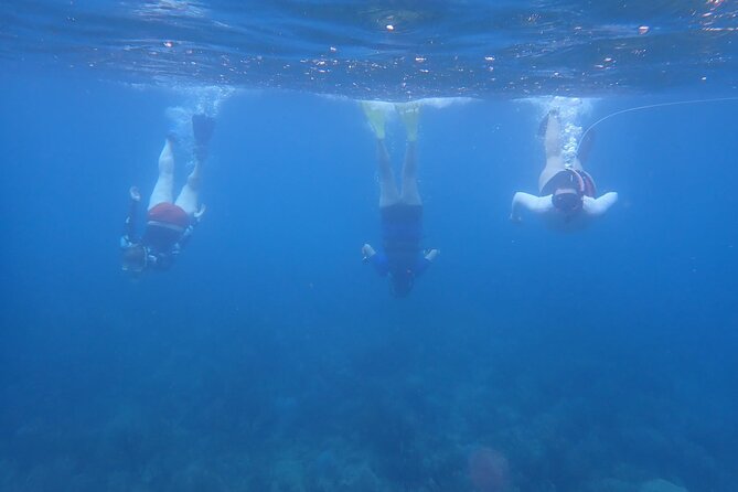 Private Rincon Snorkeling Adventure - Seeing elkhorn and staghorn coral in Tres Palmas