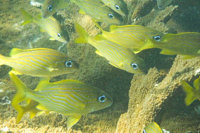Private Rincon Snorkeling Adventure - Who will get the most from this outing