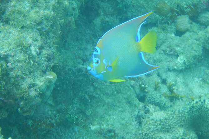 Private Rincon Snorkeling Adventure - What to bring and what to confirm