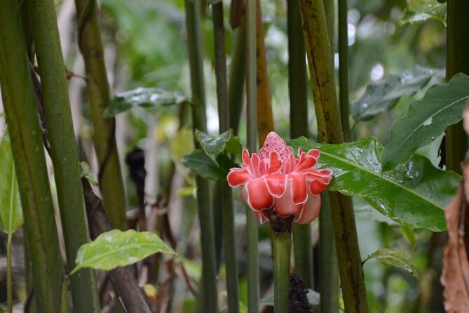 Private Tour of El Yunque Rainforest from San Juan - Why the guide matters on this route
