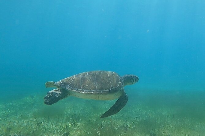 Public or Private Boat Trip to Icacos & Palomino - Who should book this private boat day?