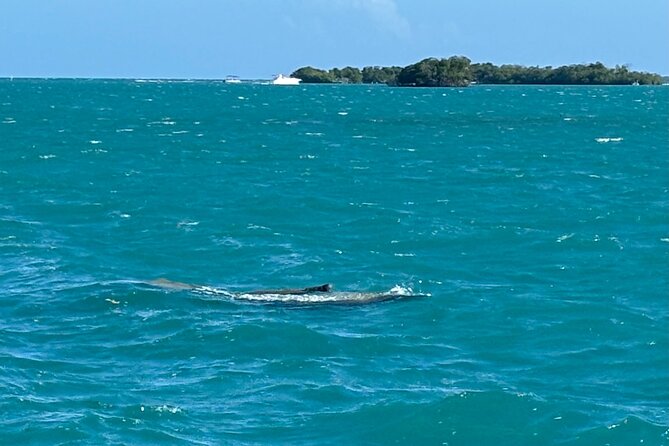 Puerto Rico: Bio Bay Swim and Sunset Charter or Late night tour - Practical packing advice for a wet, dark boat ride