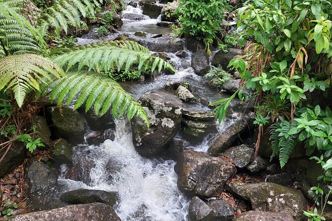 Puerto Rico: El Yunque Sightseeing Half-Day Tour w/Transfer - The guided forest trail is the active part