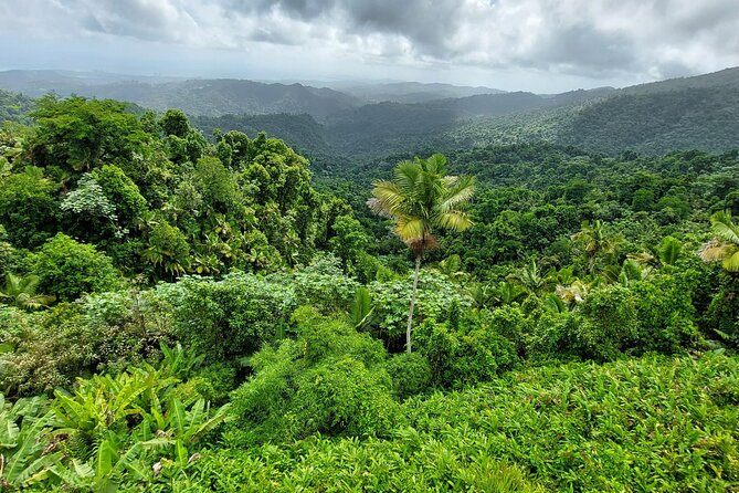 Puerto Rico: El Yunque Sightseeing Half-Day Tour w/Transfer - Baño Grande shows a different side of the forest
