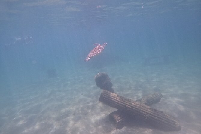 Puerto Rico Jet Snorkel with Turtles and Videos in San Juan - Following turtles through the Escambron bay