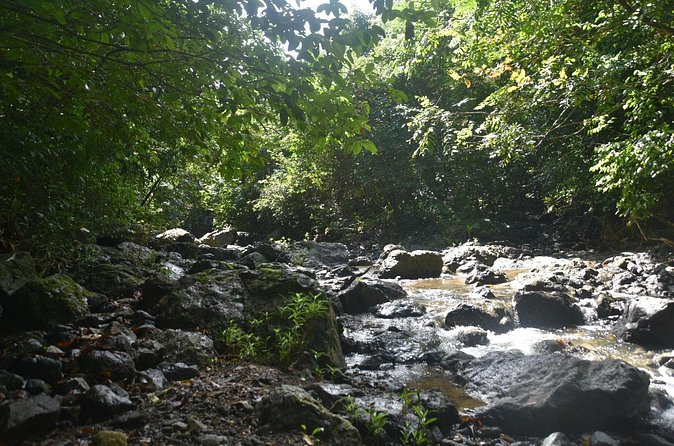 Puerto Rico Waterfall Hiking Tour: Discover Hidden Gems 2.0 - Guides turn a hard hike into a friendly group day