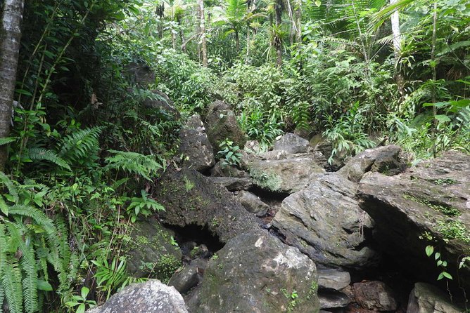 Rainforest Nature Walk & Luquillo Beach Combo - Leaving San Juan for El Yunque