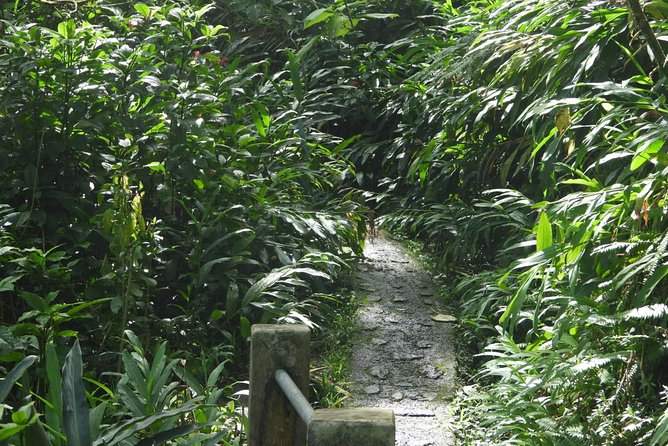Rainforest Nature Walk & Luquillo Beach Combo - Cooling off in the Río Mameyes