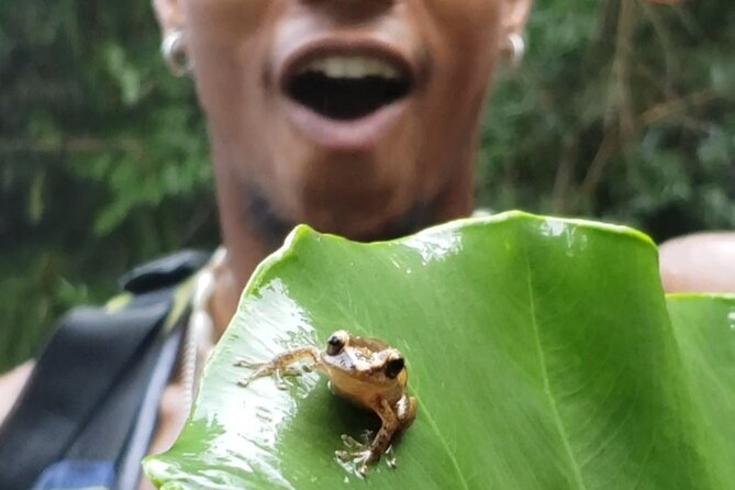 Rainforest River Hike and Waterfalls Adventure - Why this El Yunque trip feels different