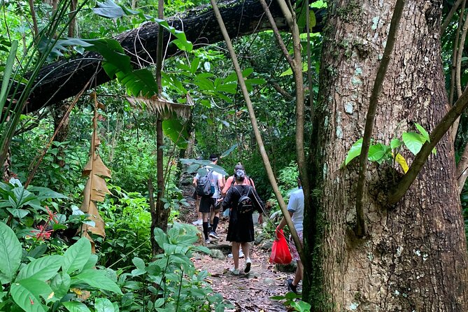 Rainforest River Nature Walk Adventure and Luquillo Beach - Yokahu Tower and four views of the forest