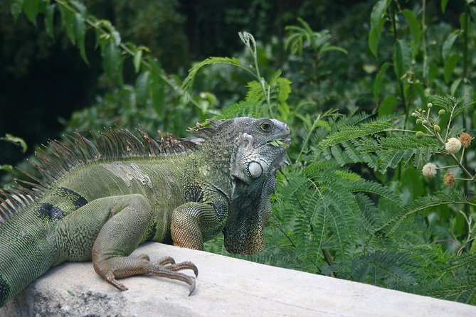 Rainforest Zipline, Luquillo Beach, and Natural Springs Day Trip - Weather, cancellations, and the $199.99 decision