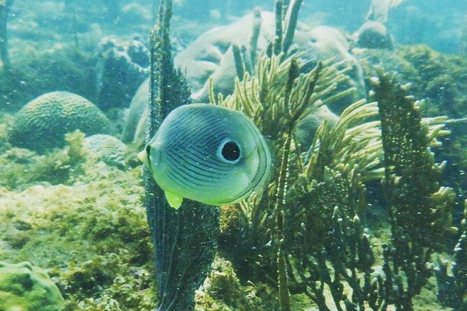 Rincon Snorkeling Adventure - Key points to know before you book
