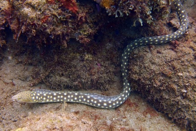 Rincon Snorkeling Adventure - Support for beginners and nervous swimmers