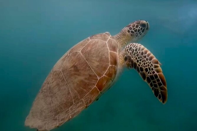 San Juan Guided Snorkel With Turtles Tour and Videos - The safety briefing and first lesson