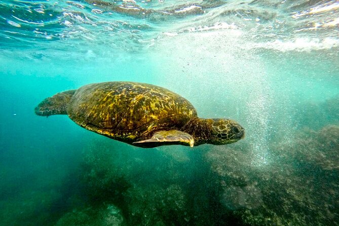 San Juan Guided Snorkel With Turtles Tour and Videos - Your best chance of seeing turtles