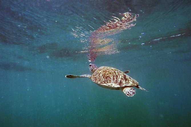 San Juan Guided Snorkel With Turtles Tour and Videos - The GoPro video and what makes it useful