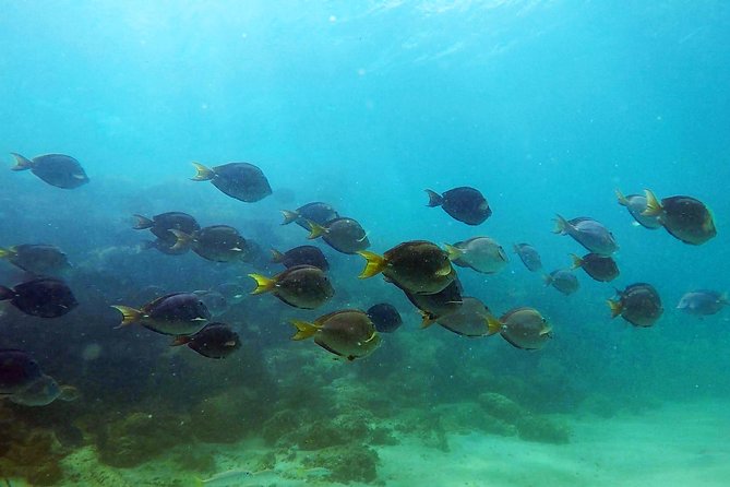 San Juan Guided Snorkel With Turtles Tour and Videos - Families, first-timers, and nervous swimmers