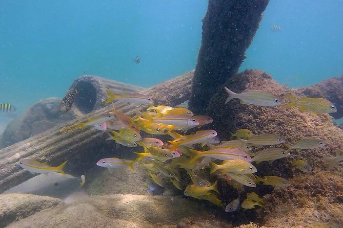 San Juan Guided Snorkel With Turtles Tour and Videos - Scheduling around San Juan plans
