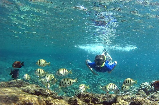 San Juan Guided Snorkeling Experience - With Transport 8am or 3pm - Why Carlos gets special mention