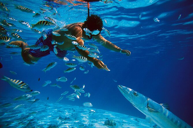 San Juan Guided Snorkeling Experience - With Transport 8am or 3pm - Transport, timing, and the meeting point