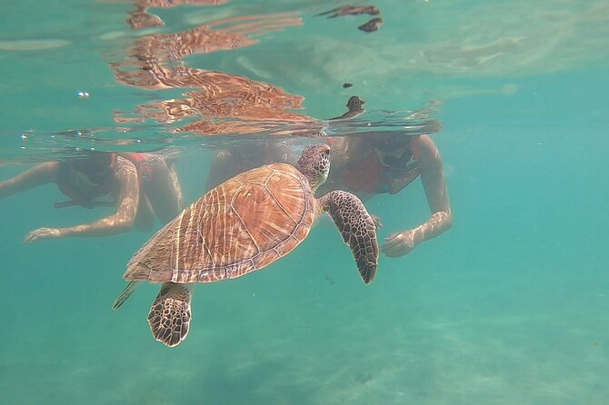 San Juan: Kids and Family Snorkeling Adventure with Videos - Key points to know before booking