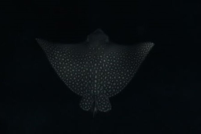 San Juan LED Night Snorkel - What the 90-minute outing feels like