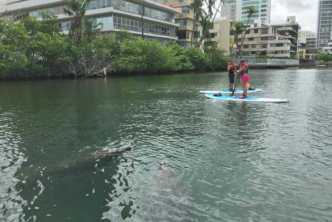 San Juan | Paddleboard | Kayak | Snorkeling | Guided Tours - Weather, Water Conditions, and Comfort