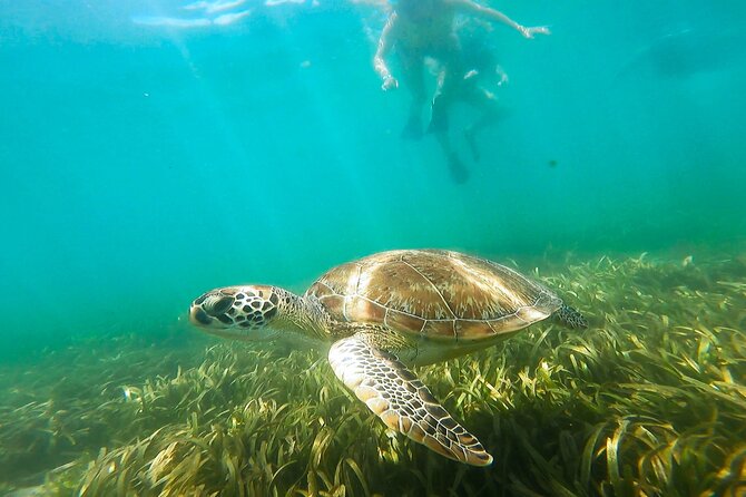 San Juan Snorkel with Turtles and Manatee's; Free Video and Rum! - Finding turtles and manatees in a protected cove