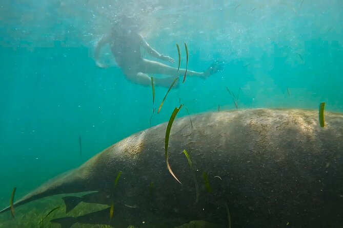 San Juan Snorkel with Turtles and Manatee's; Free Video and Rum! - Current, waves, and underwater visibility