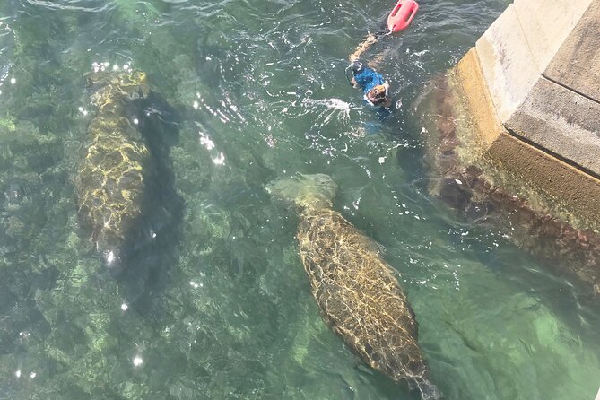 San Juan Snorkel with Turtles and Manatee's; Free Video and Rum! - Price, timing, and overall value