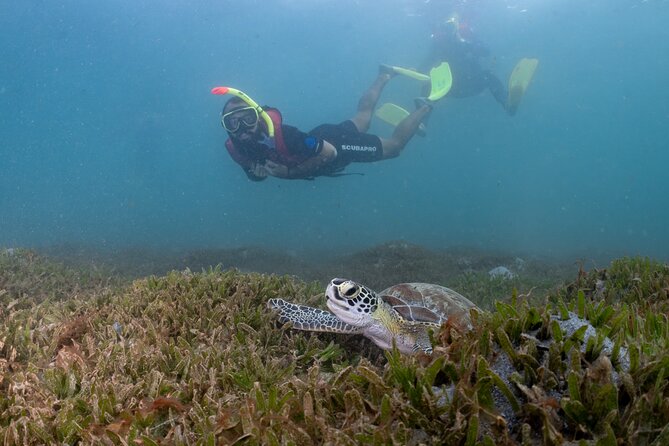 San Juan Snorkeling Tour with Fish and Turtles - Guides who make the difference