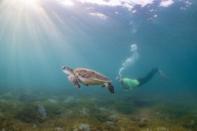 San Juan Snorkeling Tour with Fish and Turtles