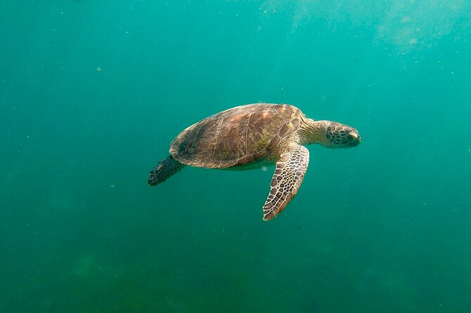 San Juan: Snorkeling with Turtles Adventure and Free Videos - What the $45 San Juan snorkeling trip really offers