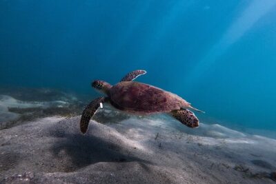 San Juan: Snorkeling with Turtles Adventure and Free Videos