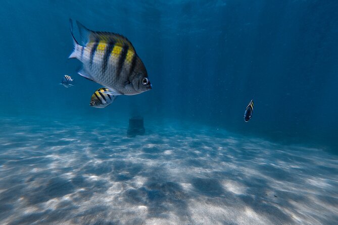 San Juan: Snorkeling with Turtles Adventure and Free Videos - The guides are a major part of the value
