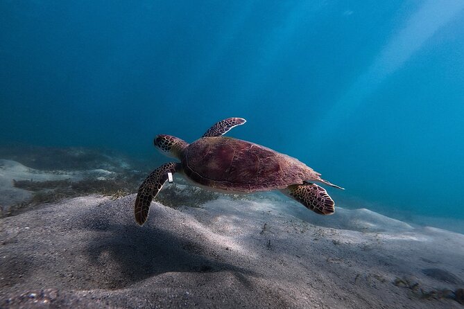 San Juan: Snorkeling with Turtles Adventure and Free Videos - What you may see beneath the surface