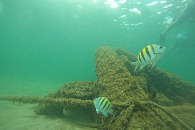 San Juan Turtle Spotting Snorkel Adventure with Videos - Videos are a useful part of the $50 price