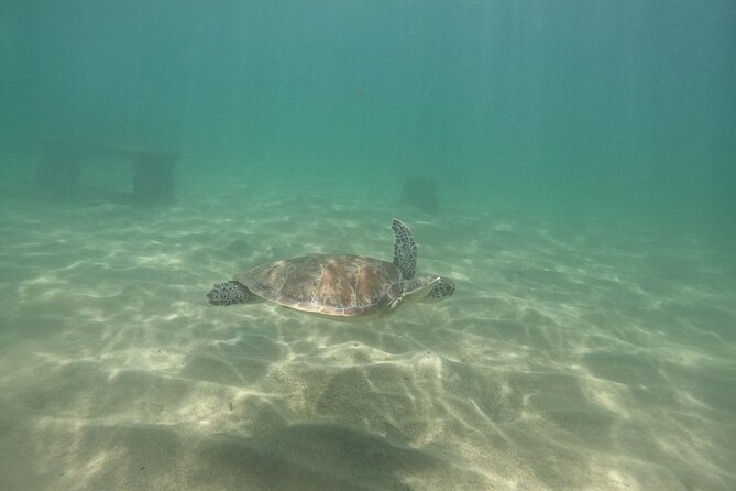 San Juan Turtle Spotting Snorkel Adventure with Videos - Who will enjoy this San Juan snorkel most