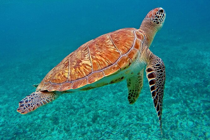 Scuba Dive and Snorkel Private Charter in Puerto Rico - Why the Four-Hour Schedule Works