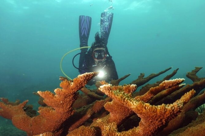 Scuba Tour for Certified Divers in San Juan - The marine life you might see